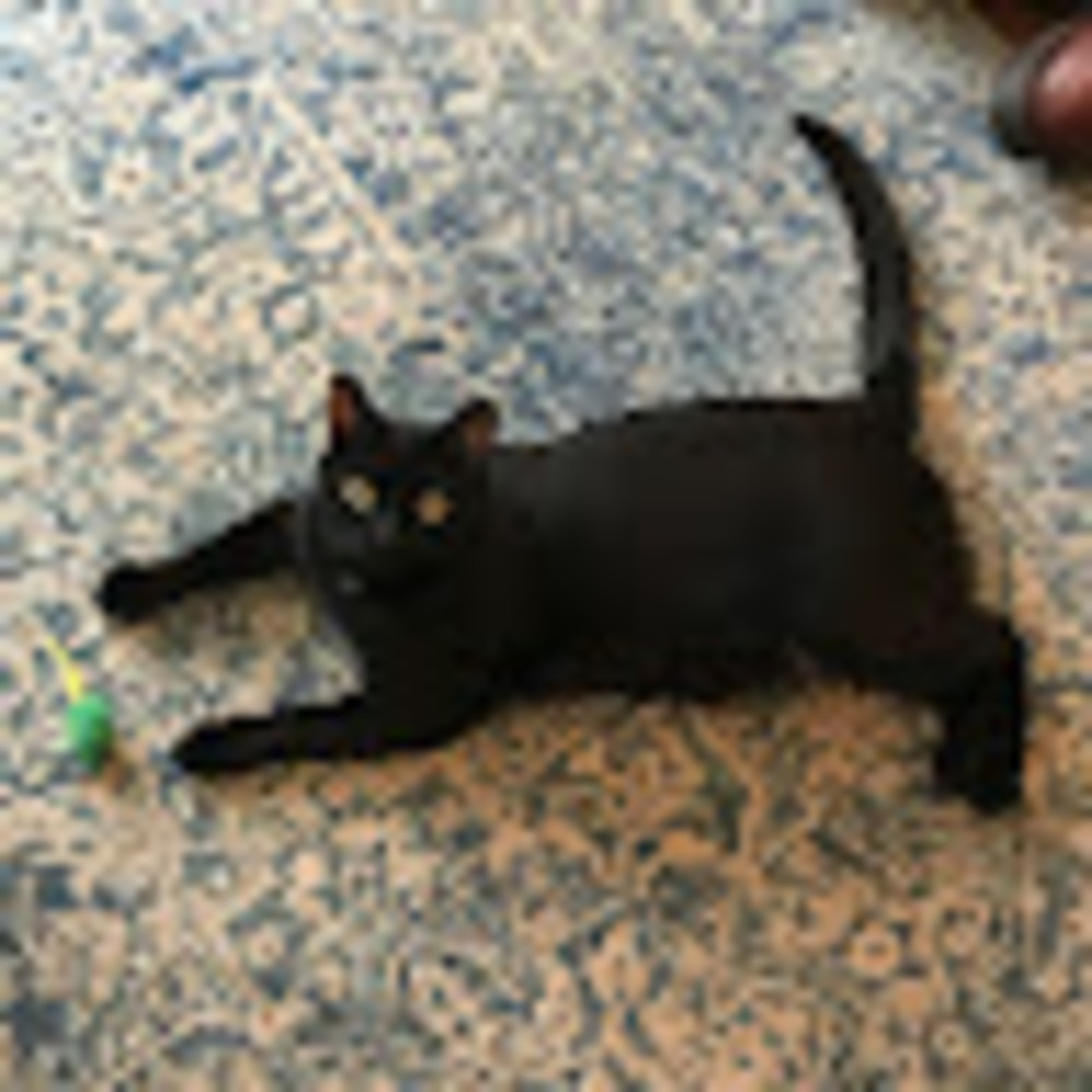 Meet your Posher, Sean